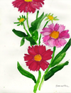 Sam Potashnick Flowers Short Sleeve